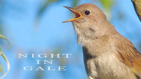 Night bird song - Feb 22, 2022 · Jane "Nightbirde" Marczewski, a singer who was a contestant on "America's Got Talent," died on Saturday at age 31 after battling cancer for four years, her family said. “We, her family, are ... 